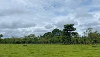 VENTA DE TERRENO l GUACIMO l LIMON l PRECIO NEGOCIABLE. VENTA DE TERRENO l GUACIMO l LIMON l PRECIO NEGOCIABLE.