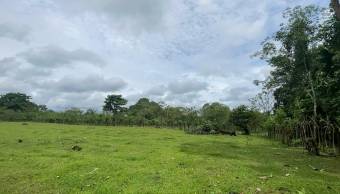 VENTA DE TERRENO l GUACIMO l LIMON l PRECIO NEGOCIABLE. VENTA DE TERRENO l GUACIMO l LIMON l PRECIO NEGOCIABLE.