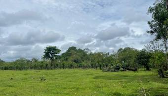 VENTA DE TERRENO l GUACIMO l LIMON l PRECIO NEGOCIABLE. VENTA DE TERRENO l GUACIMO l LIMON l PRECIO NEGOCIABLE.