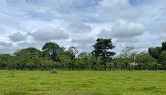 VENTA DE TERRENO l GUACIMO l LIMON l PRECIO NEGOCIABLE. VENTA DE TERRENO l GUACIMO l LIMON l PRECIO NEGOCIABLE.