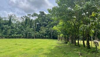 VENTA DE TERRENO l GUACIMO l LIMON l PRECIO NEGOCIABLE. VENTA DE TERRENO l GUACIMO l LIMON l PRECIO NEGOCIABLE.