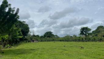 VENTA DE TERRENO l GUACIMO l LIMON l PRECIO NEGOCIABLE. VENTA DE TERRENO l GUACIMO l LIMON l PRECIO NEGOCIABLE.