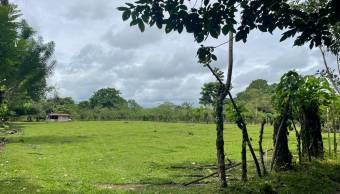 VENTA DE TERRENO l GUACIMO l LIMON l PRECIO NEGOCIABLE. VENTA DE TERRENO l GUACIMO l LIMON l PRECIO NEGOCIABLE.