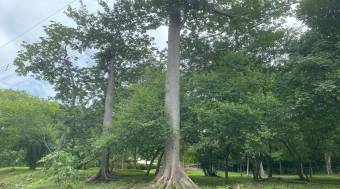 5000 m2 lot with all services in Santa Rosa, Guanacaste